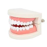 ROSENICE Modelo Dental Herramientas de dientes de enseñanza