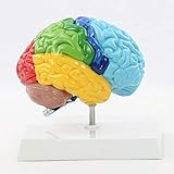 WANGXNCase Modelo de Cerebro Humano,4D Desmontado Anatómico Modelo de Cerebro de Humano...