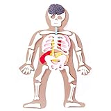 Defieltro Cuerpo Humano de Fieltro con Huesos y Órganos - Montessori el Cuerpo Humano...